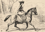 Equestrian prints from Cassell's Book of the Horse 